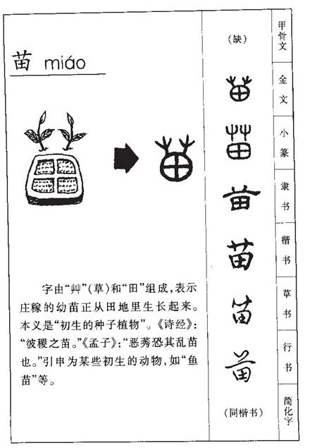 苗字意思|苗的意思，苗字的意思